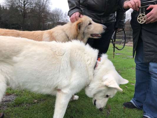 Weißer Schweizer Schäferhund-Beitrag-Bild