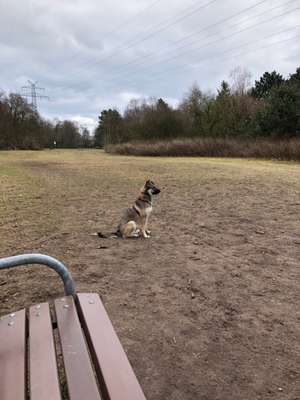 Hundeauslaufgebiet-Bümmerstede-Bild