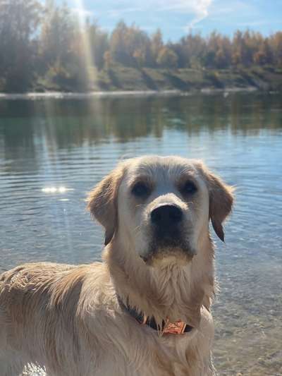 Wo sind die Golden Retriever Liebhaber?-Beitrag-Bild