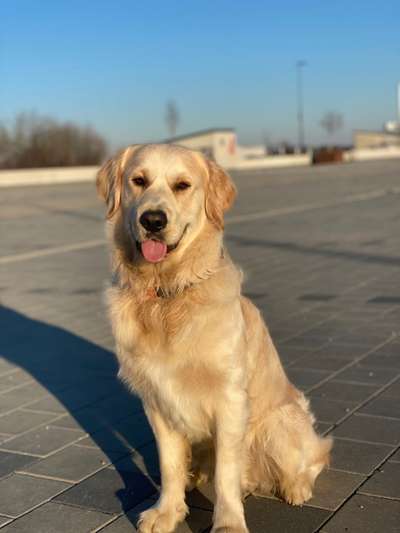 Hundetreffen-Golden Retriever Treffen-Bild