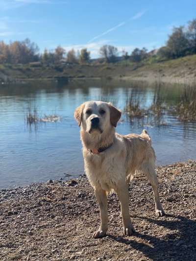 Golden Retriever-Beitrag-Bild