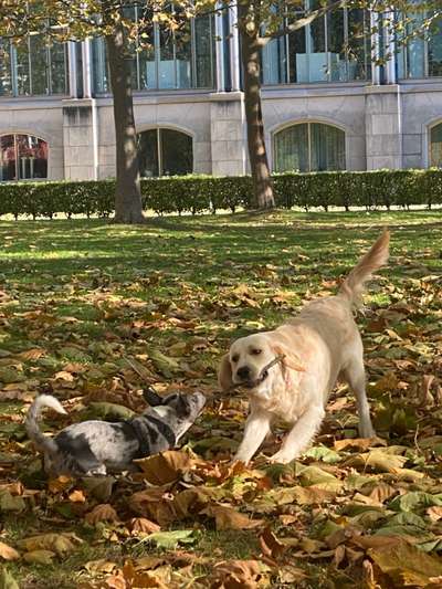 Golden Retriever-Beitrag-Bild