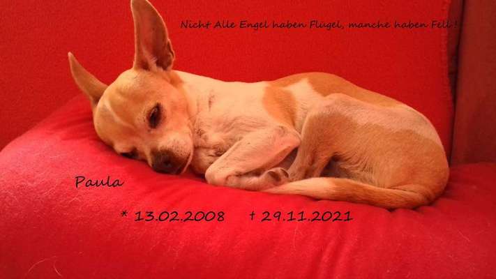 Wo sind die Chihuahua Besitzer ?-Beitrag-Bild