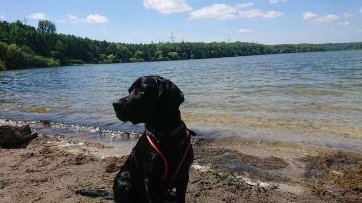 Hundetreffen-Gassirunden-Bild