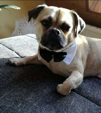 Die Dogorama Wochen Challenge-Beitrag-Bild