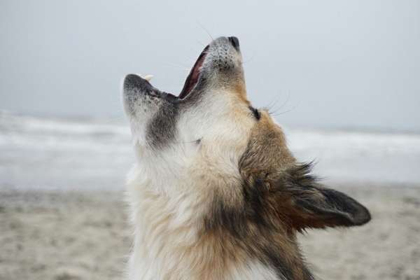 Der Wolf in eurem Hund-Beitrag-Bild