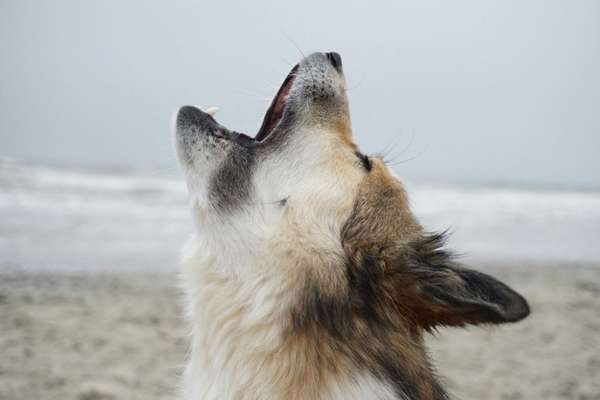 Der Wolf in eurem Hund-Beitrag-Bild