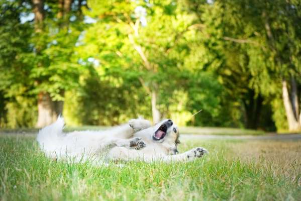 Dogorama Photo Challenge - Fail/Outtakes-Beitrag-Bild