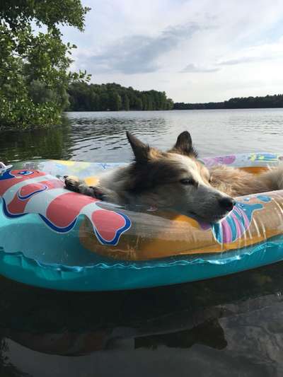 Dogorama Photo Challenge - Frühjahrsmüdigkeit-Beitrag-Bild