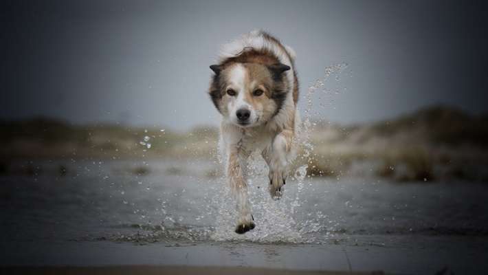 Fotochallenge 66 ~ Rennaction -Zeig deinen Hund im Lauf-Beitrag-Bild