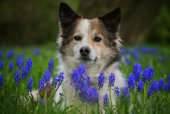 Dogorama Photo Challenge - die ersten Frühjahrsblumen-Beitrag-Bild