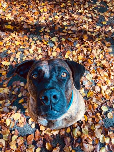 Seltene Rassen!-Beitrag-Bild