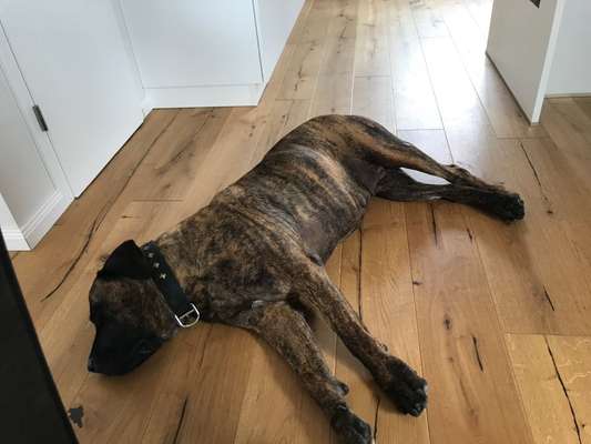 Dogo Argentino Freunde-Beitrag-Bild