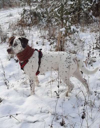 Labradorfans-Beitrag-Bild