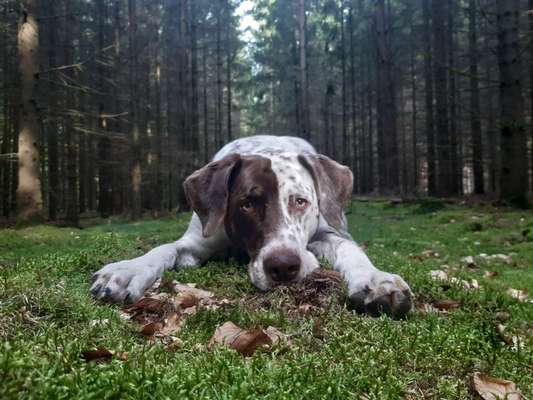 Die Dogorama Kalender Challenge Titelbild-Beitrag-Bild