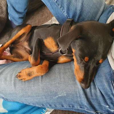 Hundetreffen-Spielen und Toben in Flein (z. B. Richtung Leberbrunnen)