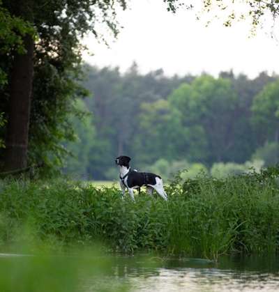 Dogorama-Monats-Challenge-Mai "Wasser"-Beitrag-Bild