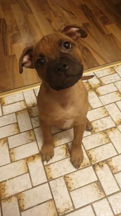 Welpen Bilder !-Beitrag-Bild