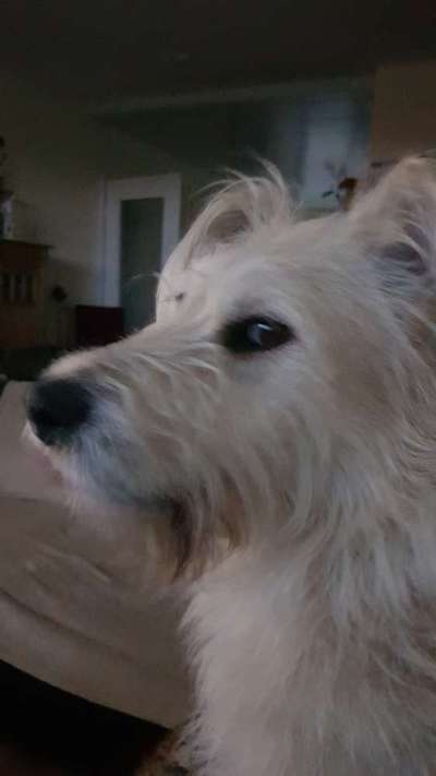 Wie kamst du zu deinem Hund?-Beitrag-Bild