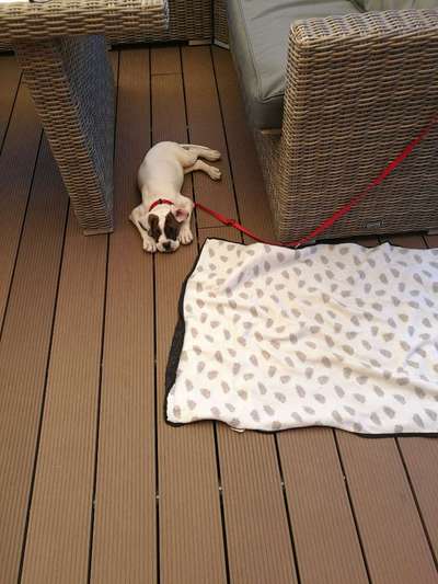 Welpen Bilder !-Beitrag-Bild