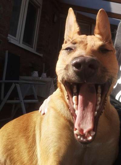 FOTOCHALLENGE - Nr. 74 Ugly Dog: Zeige das schlimmste Foto von deinem Hund-Beitrag-Bild