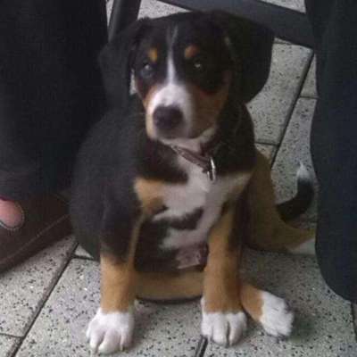 Welpen Bilder !-Beitrag-Bild