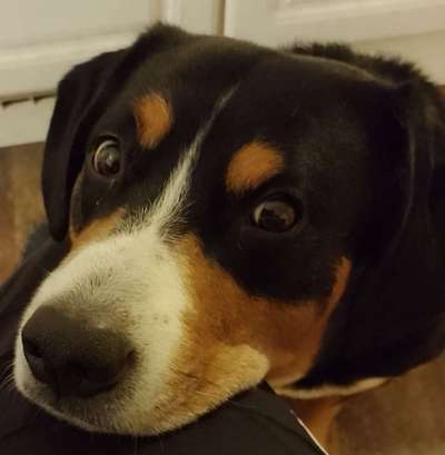 Entlebucher Sennenhund-Beitrag-Bild