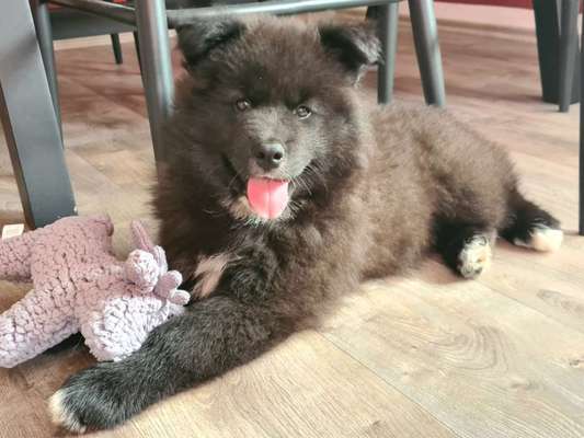 Welpen Bilder !-Beitrag-Bild