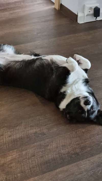 Corgis und ihre persönlichen Hofangestellten-Beitrag-Bild