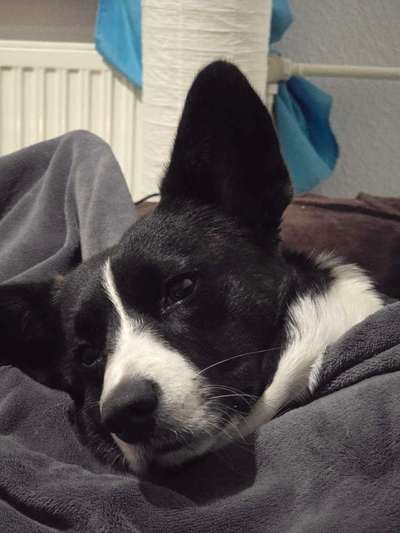 Corgis und ihre persönlichen Hofangestellten-Beitrag-Bild