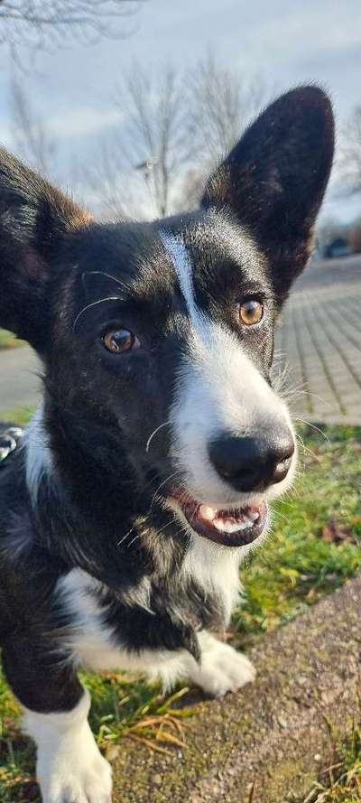 Hundetreffen-Hunde Freunde gesucht-Bild