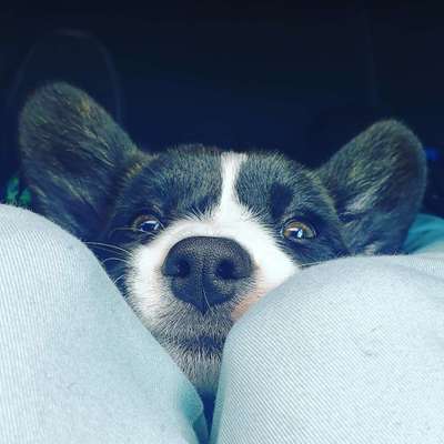 Wo sind die Welsh Corgi Cardigan besitzer?-Beitrag-Bild