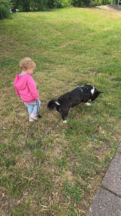 aktuelles Foto Gruppe Corgis 🐾 Welsh Corgi Pembroke & Cardigan | Das Original