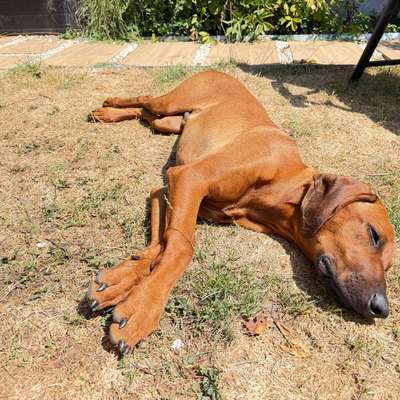 Hundetreffen-Junghund sucht passenden Gassikumpel im Raum Waiblingen/Korb-Bild