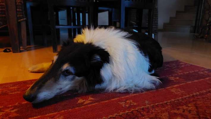 Collies -wo seid ihr?-Beitrag-Bild