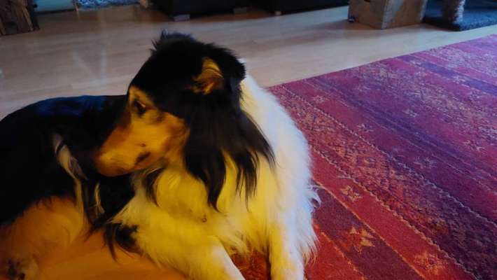 Collies -wo seid ihr?-Beitrag-Bild