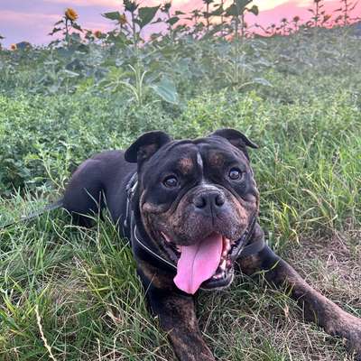 Hundetreffen-Social Walk Training-Bild