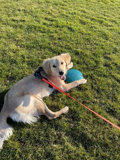 Hundetreffen-Spieltreffen (mittelgroße und große Hunde)-Bild