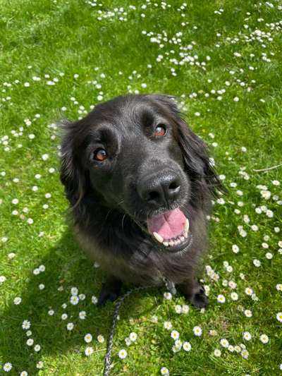 Die Dogorama Monats Challenge "Es grünt und blüht"-Beitrag-Bild