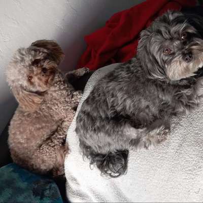 Bolonka Zwetna Freunde-Beitrag-Bild