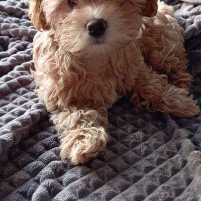 Bolonka Zwetna Freunde-Beitrag-Bild