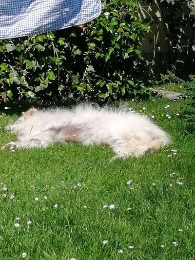 Die Dogorama Monats Challenge "Es grünt und blüht"-Beitrag-Bild