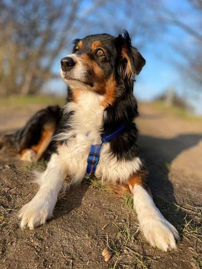 Die Dogorama Kalender Challenge Teil 1/4-Beitrag-Bild