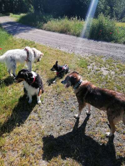 Die Dogorama Monats Challenge "Es grünt und blüht"-Beitrag-Bild