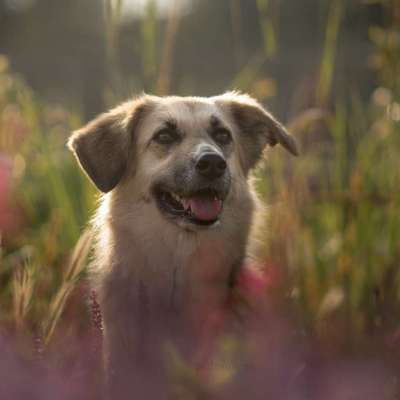 Hundetreffen-Gassirunden/ Übung Hundebegegnung in Hagenbach-Bild