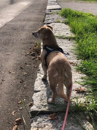 Hundetreffen-Spaziergang-Bild