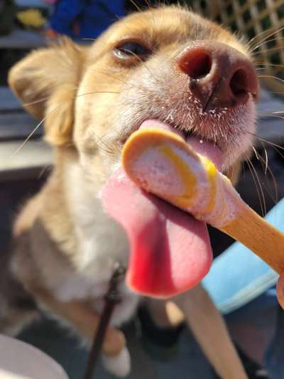 Tongue Out Tuesday-Beitrag-Bild