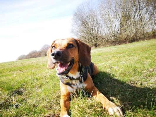 Hund aus dem Spanischen Tierschutz-Beitrag-Bild