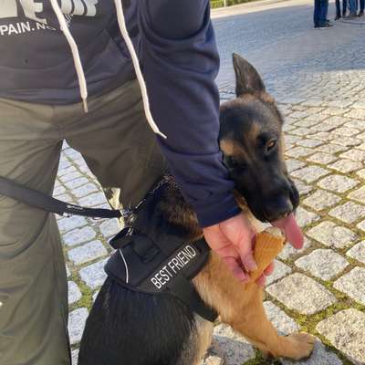 Hundetreffen-Gassirunde , Spielrunde