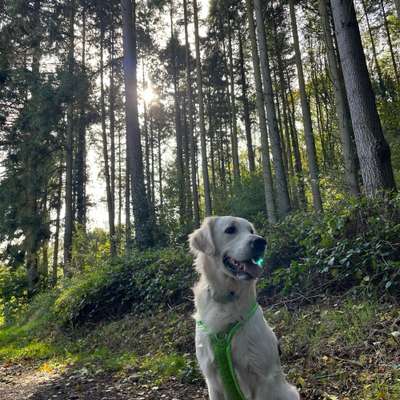 Hundetreffen-Auf der Suche nach Hunde- und Menschenfreunden 🥰-Bild